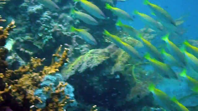 Lesch güvenlik sistemleri,Su altı kamera görüntüleri,full hd 1080 pixel su altı kamerası,