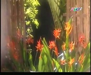 Em Gái Quê - Cẩm Ly (HTV7)
