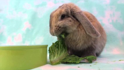 Bugs' Loves Lettuce!