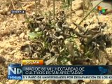 Intensa sequía afecta cultivo y ganado en Bolivia