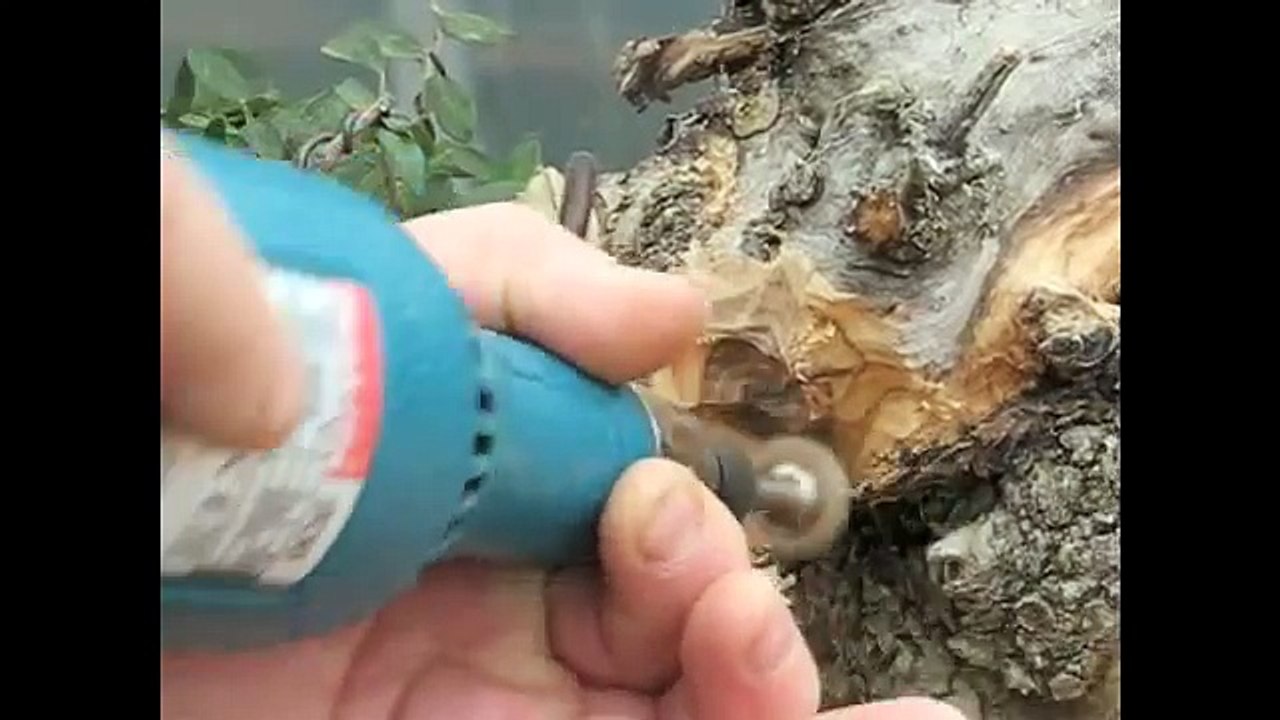 Creating Bonsai from an Olive Tree Stump