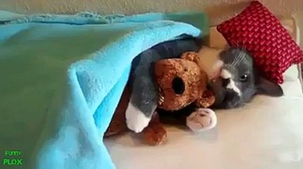 Compilation de chats qui font n'importe quoi