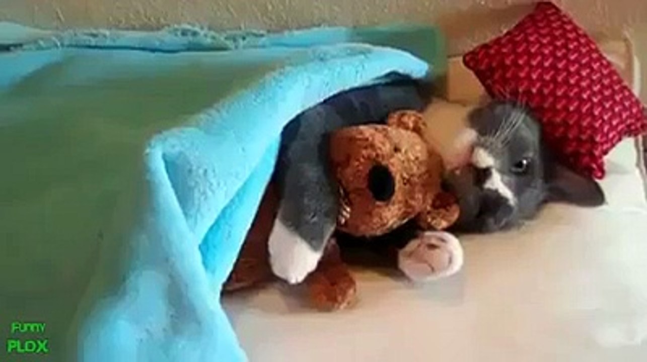 Compilation de chats qui font n'importe quoi