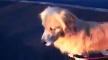 Ambulansın siren sesini bire bir taklit eden köpeğin komik hali