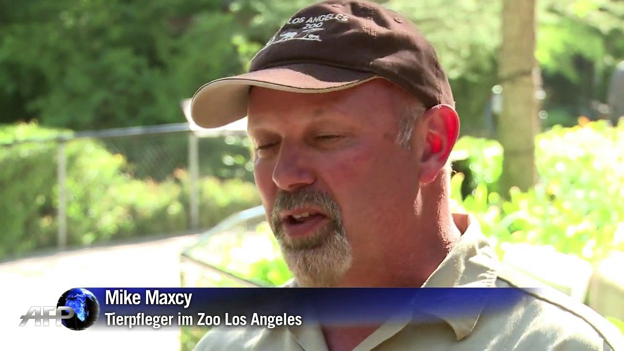 Hippo-wunderkind in los angeles