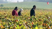 Les princes du palais : qui sera le meilleur sommelier de France ?