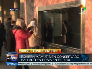 Rusia: exhiben en Moscú cría de mamut en perfectas condiciones