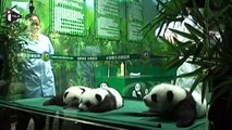 Chine : des triplés pandas fêtent leurs 100 jours d'existence