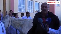 Sahibinin Öldüreceği At, Tedavi Edilerek İzmir'e Gönderildi