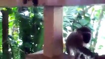 Monkey Eating Fries In - Monkeys Jungle - West Uganda