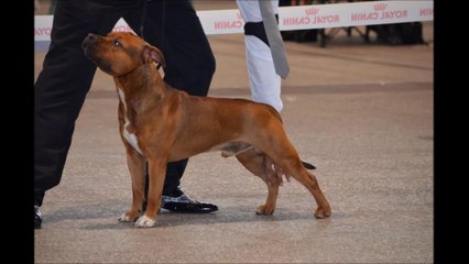 Amstaff Expo Metz 2014