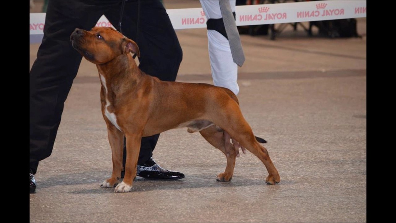 Amstaff Expo Metz 2014