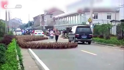 بالفيديو.. جيش من 5 آلاف بطة يقتحم شوارع الصين