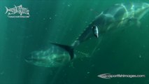 Underwater with Bluefin Tuna in Nova Scotia