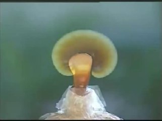 Presentamos el producto que a echo sentirse bien a mucha gente