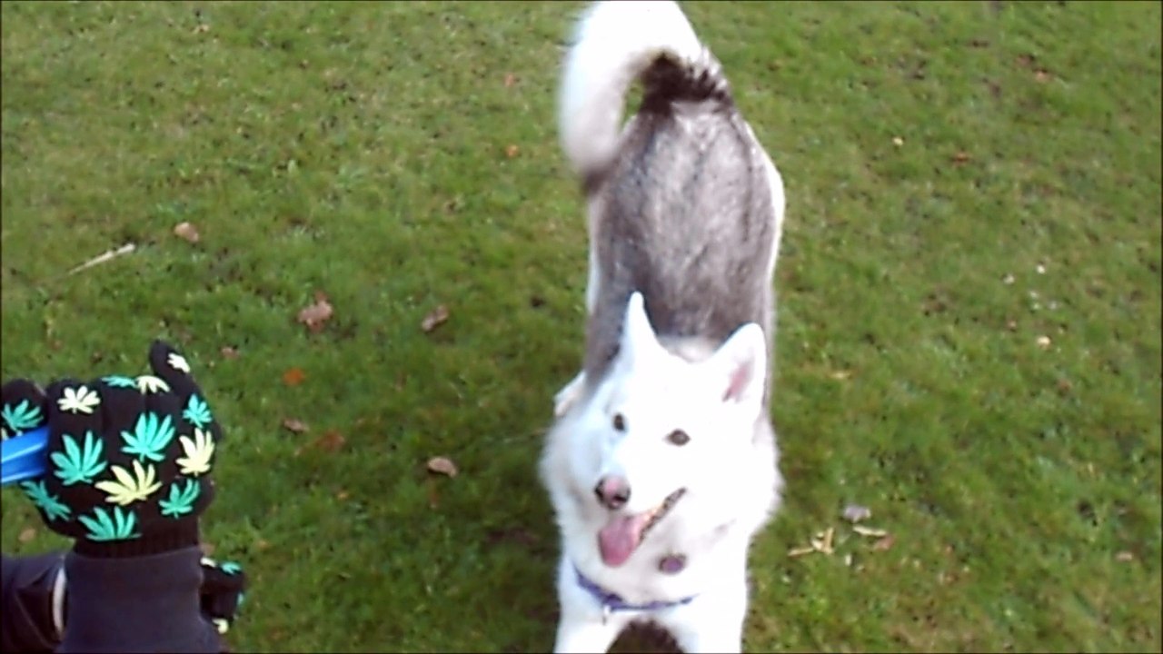 Freya's ball indifference