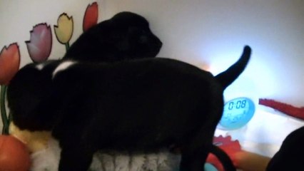 60ème vidéo Maman éleveuse avec la 17ème portée de Staffordland