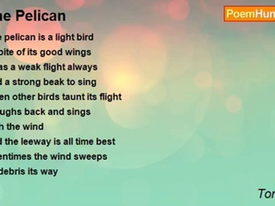 Tony Adah - The Pelican