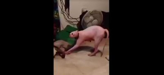 Korkudan Dile Gelen Kedi