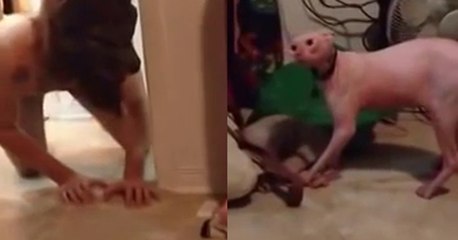 Korkudan Dile Gelen Tüysüz Kedi!