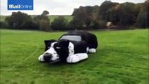 بالفيديو- مزارع يحول سيارته إلى كلب يرعى الأنغام