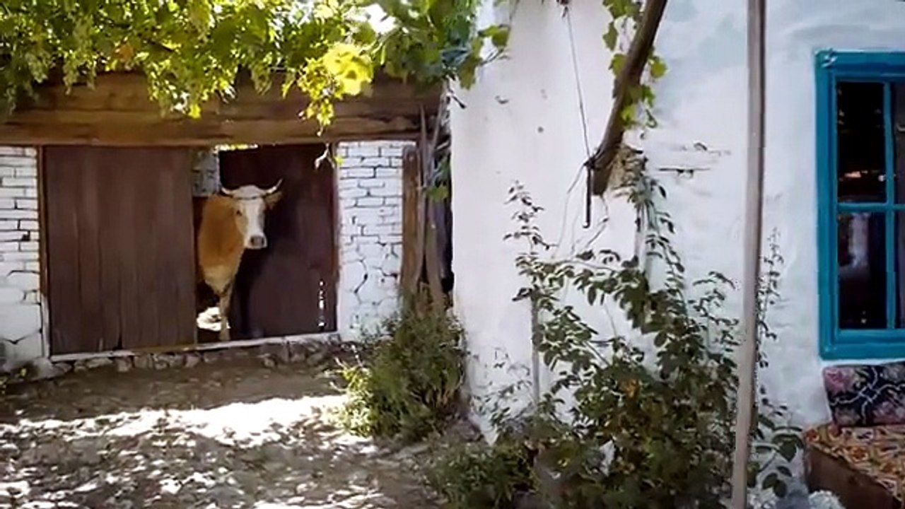 Sürgün İnek Filmi 2014 Orijinal Fragman 1080p ( Harika bir komedi filmi )