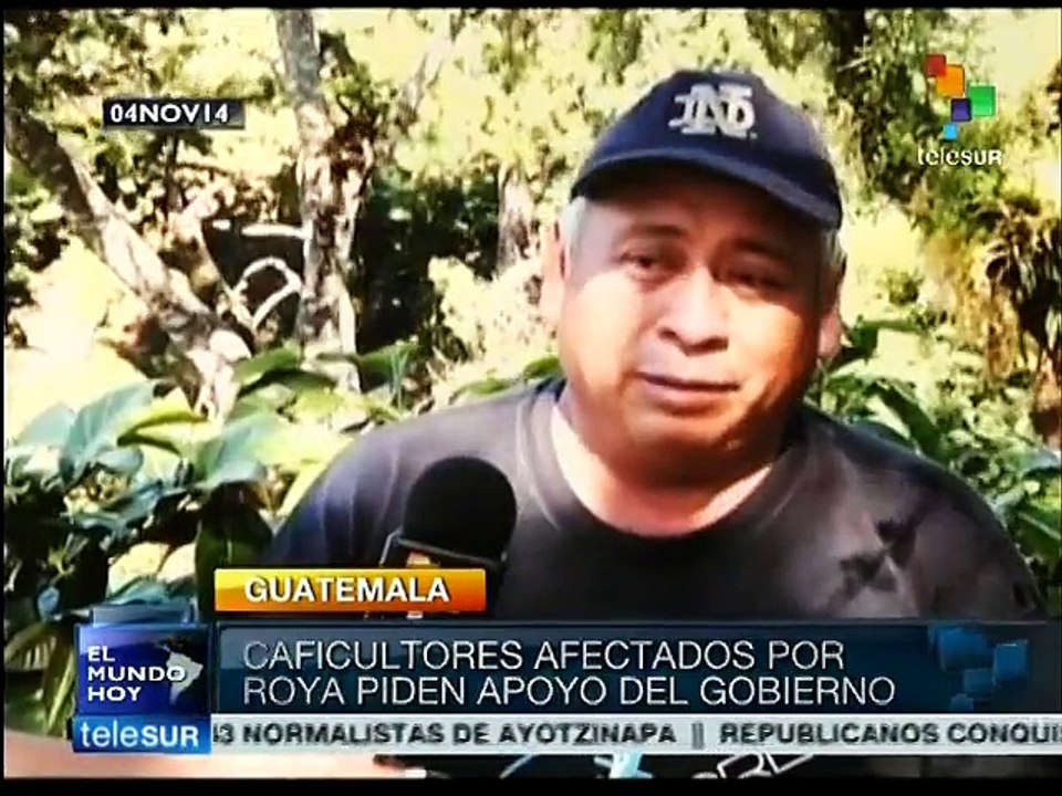 Plague inflicts high losses on Guatemalan coffee producers