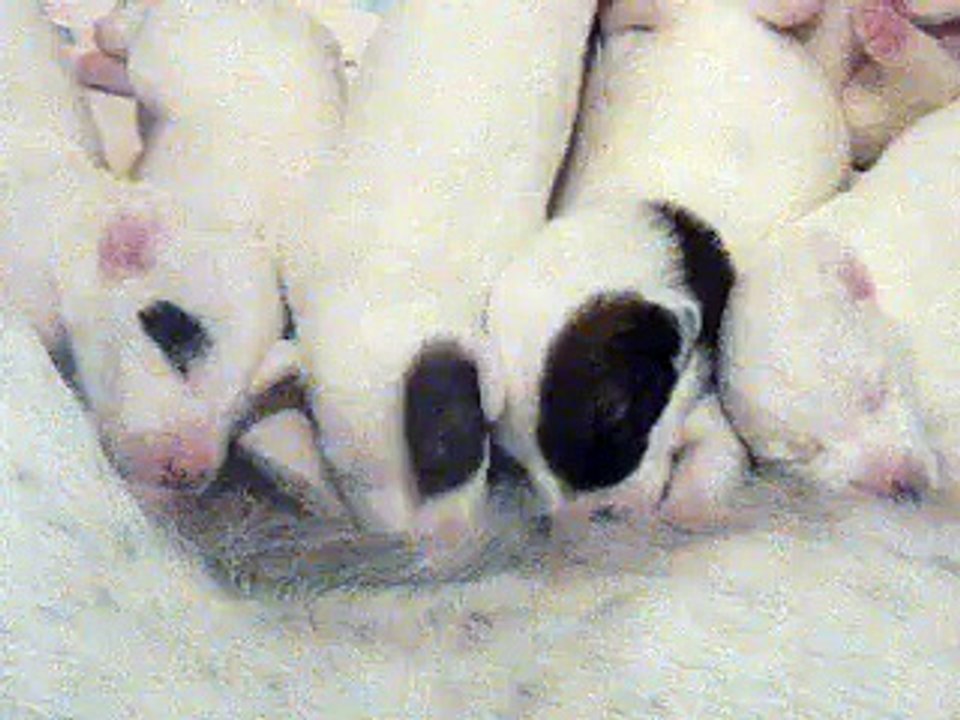 Fox-terriers à poil lisse Du Castel Des Près