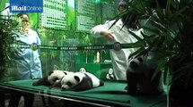 See the adorable rare panda triplets at 100 days old