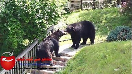 هل رأيت عراك  شرس بين دبين كبيرين بقلب المدن !!؟؟