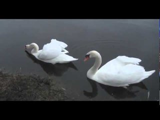 Na`Vi and Angry Birds