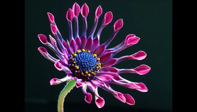 All Things Are Possible to Them That Believe by Annie Rix Militz