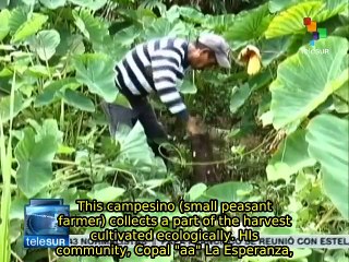 Guatemala: a community celebrates 20 years without using agrochemicals