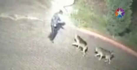 Silivri'de Güvenlikçinin Öldüğü Köpek Saldırısı Kamerada