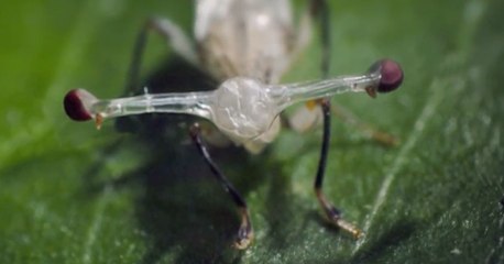 Hiç Görmediğiniz 10 Tuhaf Hayvan!