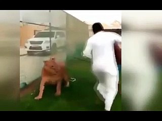 Evde Beslenen Aslan Misafire Saldırınca Olanlar Oldu