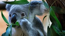 Koalas To Seize Control Of Global Summit, Rule World