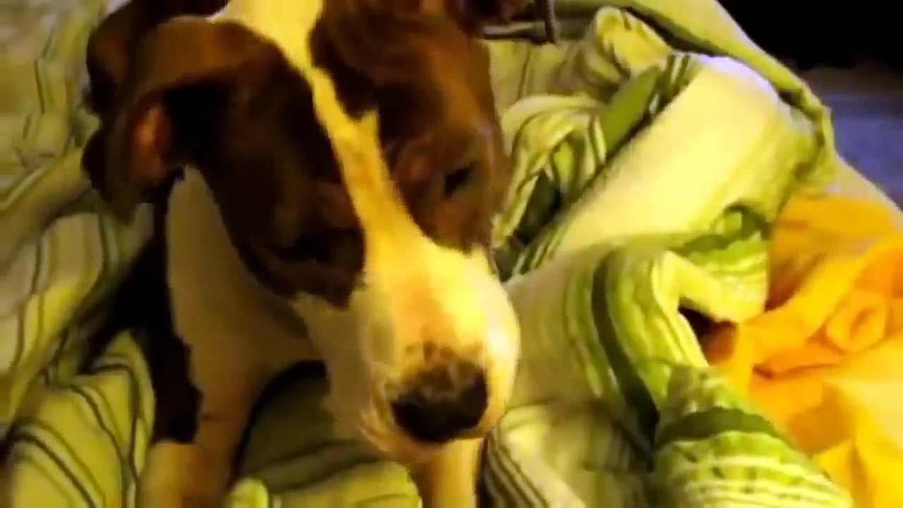Talking Animals Funny Noises and Meowing Collection _ 2014 _ 720p _ HD