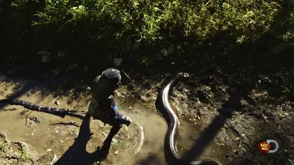 Se deja comer por una anaconda