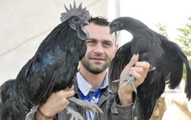 15 Bin Dolarlık Horoz ve Tavuk