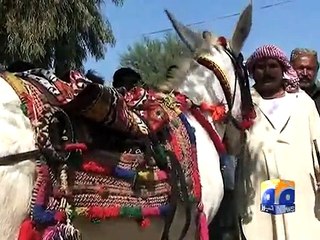 Donkey Mela-06 Nov 2014