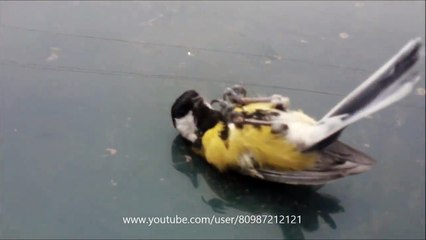 Birds Enjoy The warm Of Car