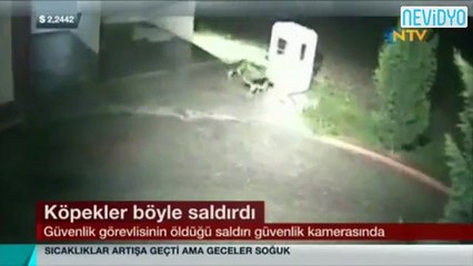 5 alman kurdu güvenlik görevlisini böyle parçaladı