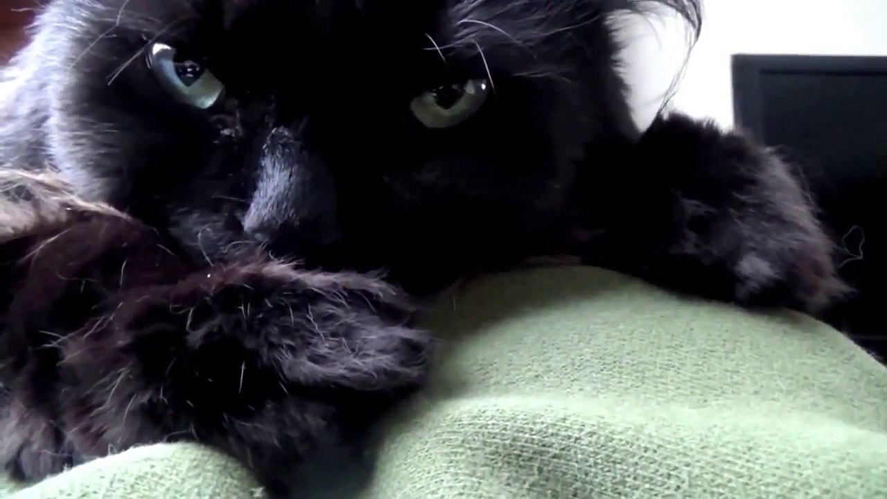 Cat Sucking Thumb猫吸い親指