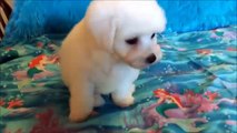 Bichon Frise male puppy - Chapman