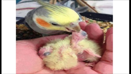 Tilawat Quran with urdu translation surah al-Lahab