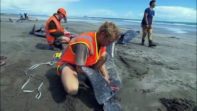 Dozens of stranded pilot whales die in New Zealand