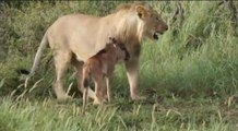 Aslan ve Yavru Antilop Videosu 7 Milyon Kez İzlendi