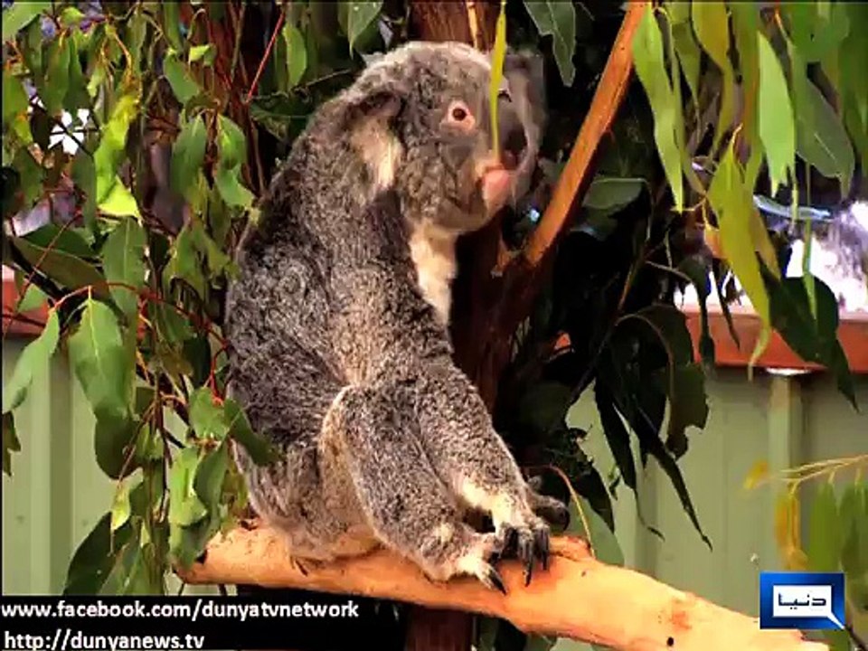 Dunya News - Global leaders guests of bears at G20 conference in Australia