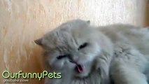 Funny Videos _ Funny Cats _ Funny Vines _ Cool Cute Funny Videos #6